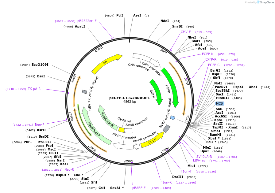 185343-plasmid-map-sequence-id-384521