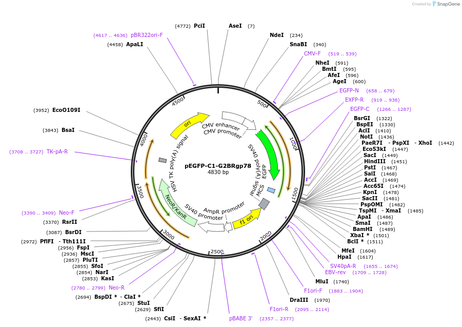 185344-plasmid-map-sequence-id-384522