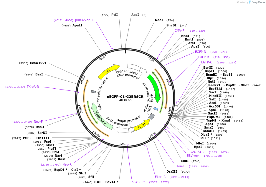 185345-plasmid-map-sequence-id-384523