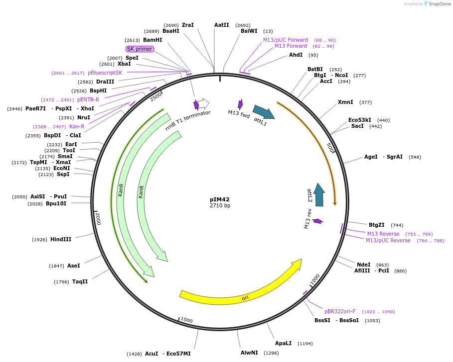 193536-plasmid-map-sequence-id-384539
