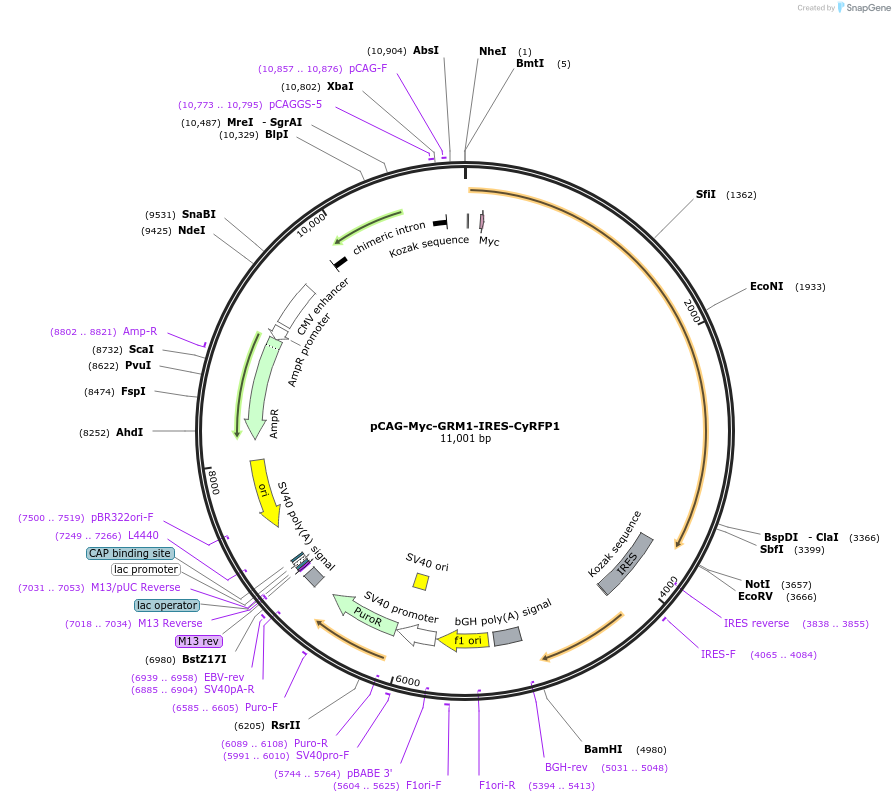 195355-plasmid-map-sequence-id-384553