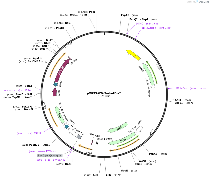 196281-plasmid-map-sequence-id-384554