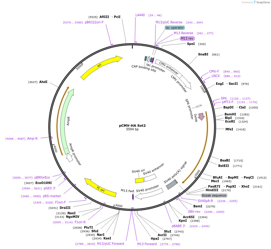192220-plasmid-map-sequence-id-384555