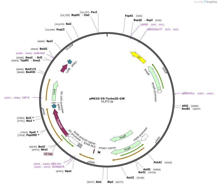 196282-plasmid-map-sequence-id-384562