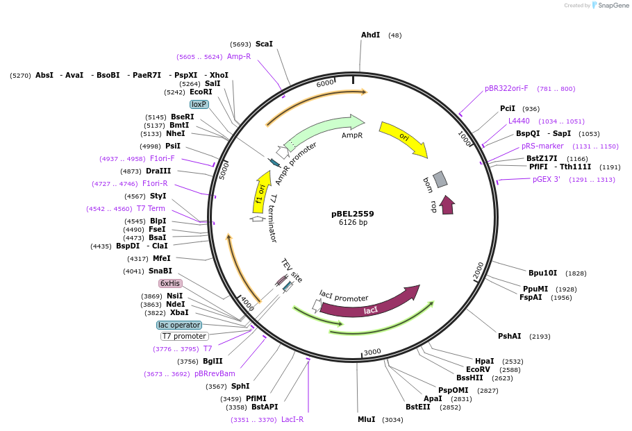 195675-plasmid-map-sequence-id-384565