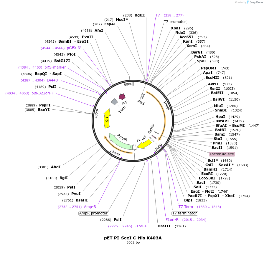 195612-plasmid-map-sequence-id-384566
