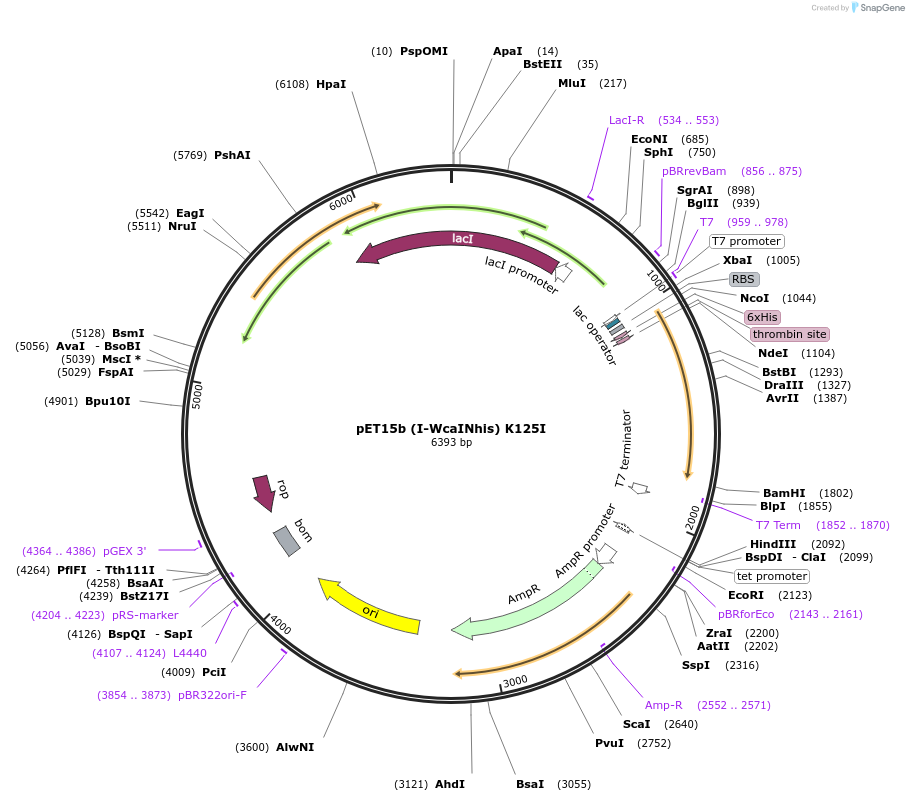 195619-plasmid-map-sequence-id-384567