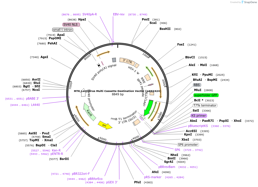 194221-plasmid-map-sequence-id-384572