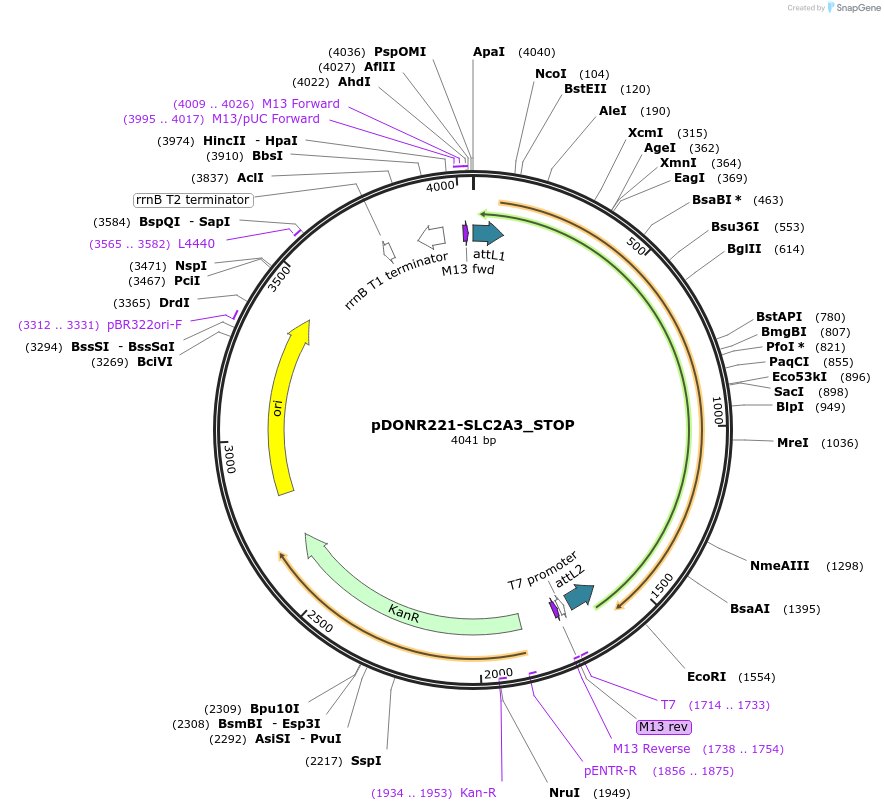 161280-plasmid-map-sequence-id-384580