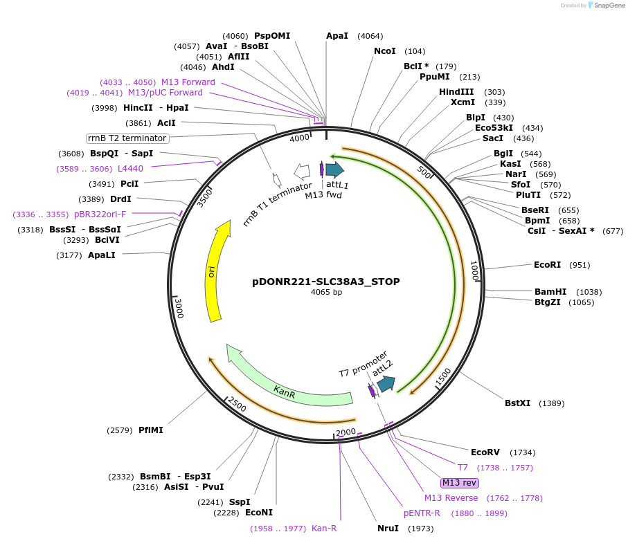 161308-plasmid-map-sequence-id-384581