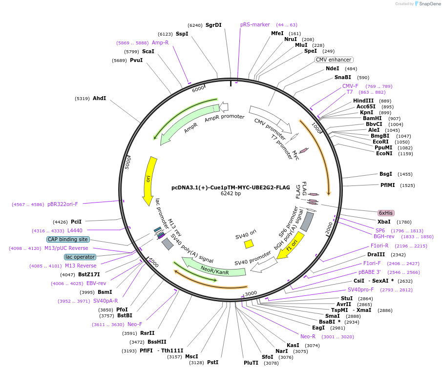 185347-plasmid-map-sequence-id-384583