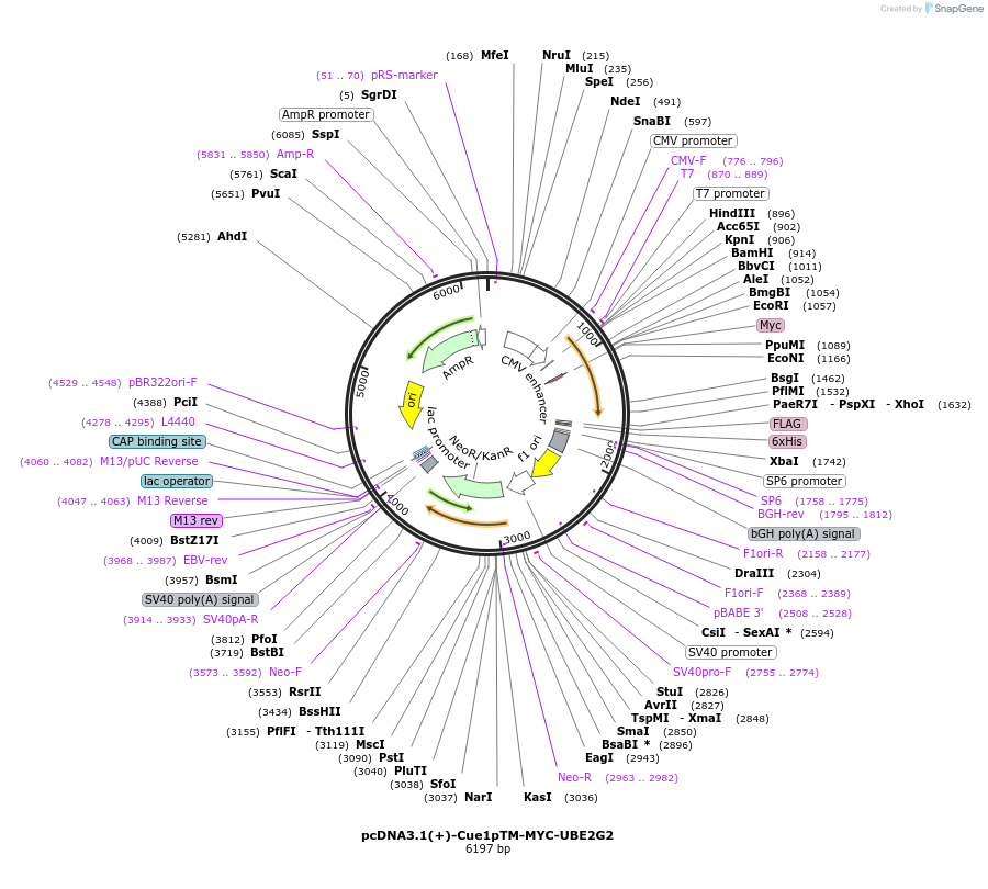 185346-plasmid-map-sequence-id-384585