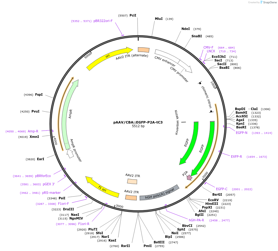129476-plasmid-map-sequence-id-384590