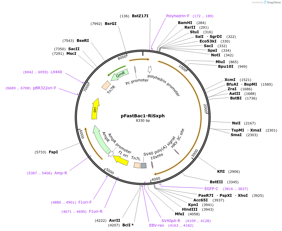 193102-plasmid-map-sequence-id-384593