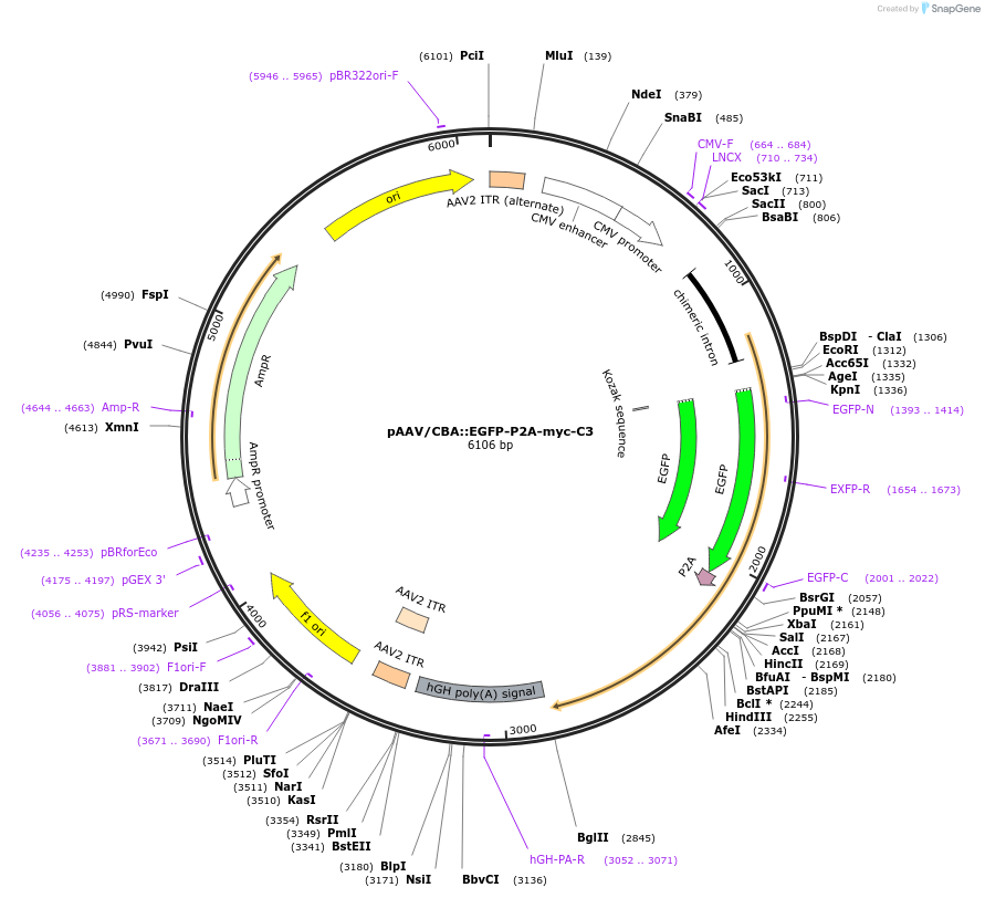 129478-plasmid-map-sequence-id-384594