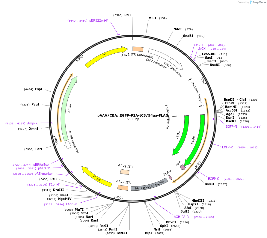 129479-plasmid-map-sequence-id-384595