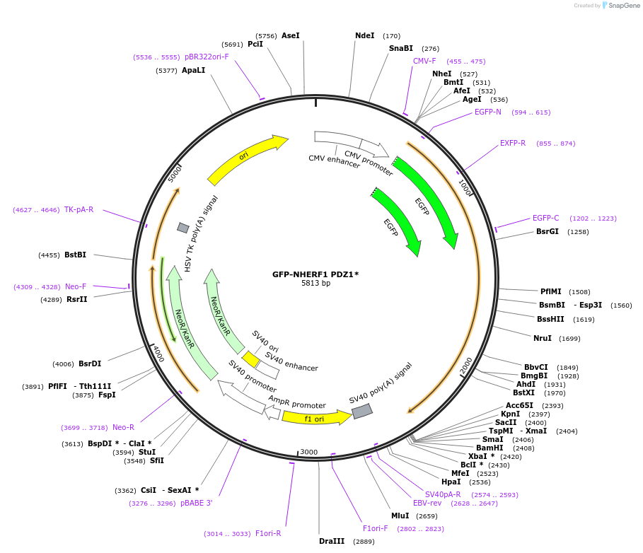 195210-plasmid-map-sequence-id-384596