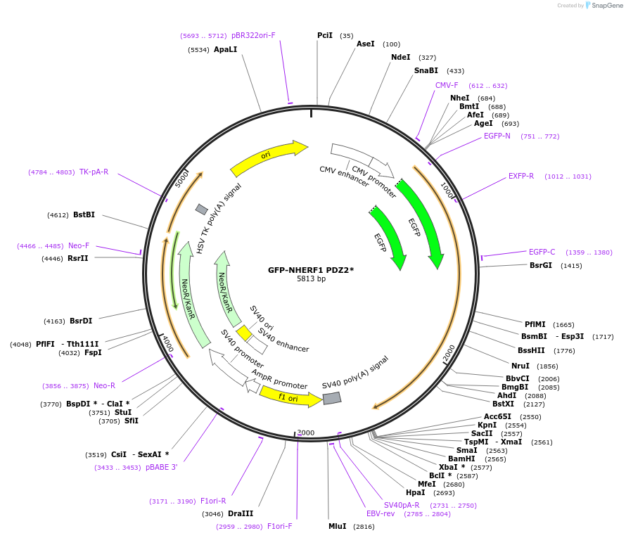 195212-plasmid-map-sequence-id-384598