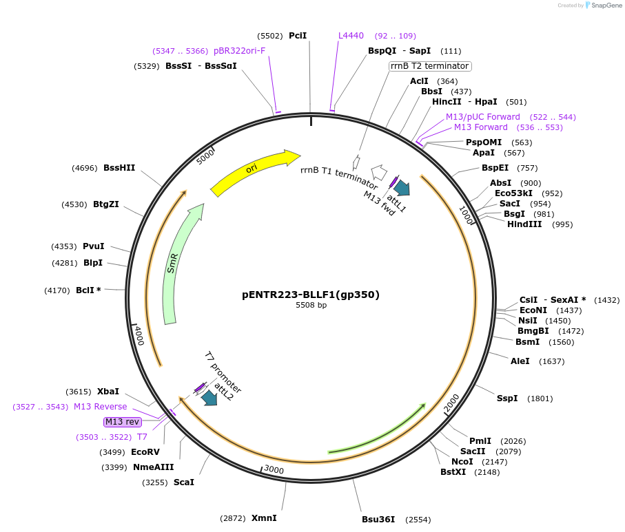 195837-plasmid-map-sequence-id-384599
