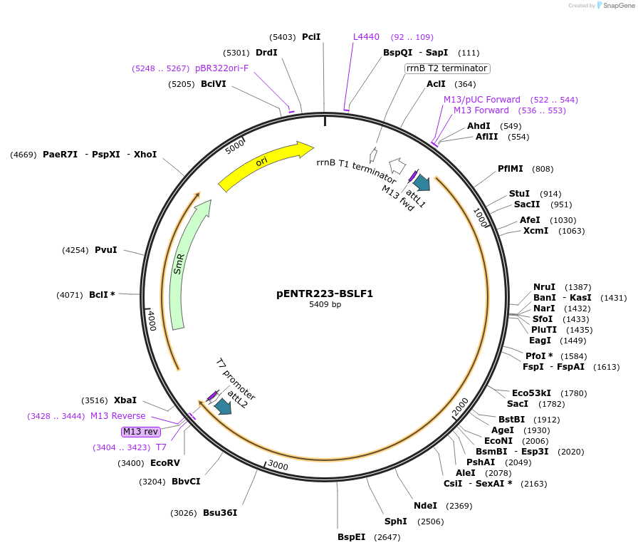 195836-plasmid-map-sequence-id-384604