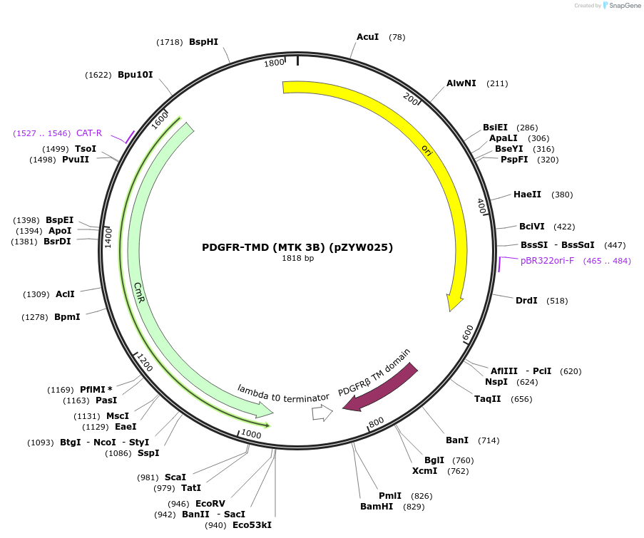 194218-plasmid-map-sequence-id-384606