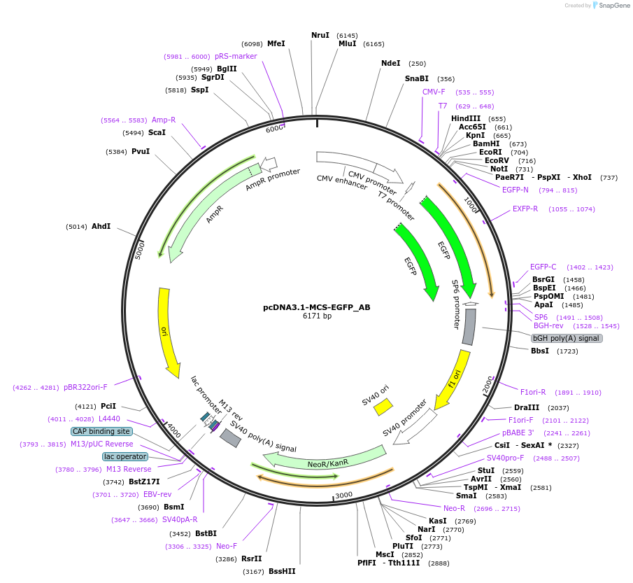 148304-plasmid-map-sequence-id-384608