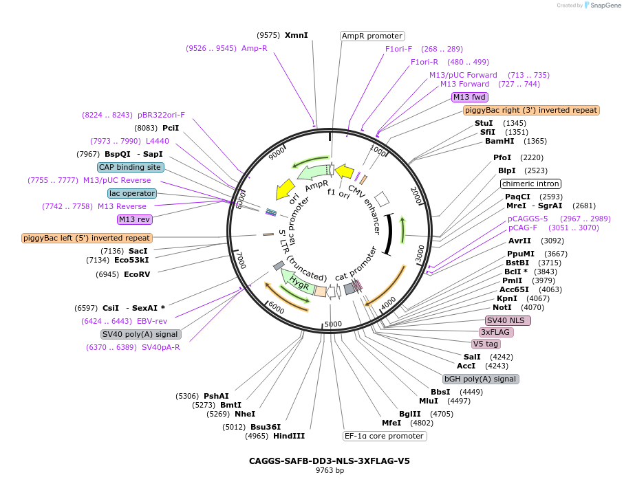 196095-plasmid-map-sequence-id-384632