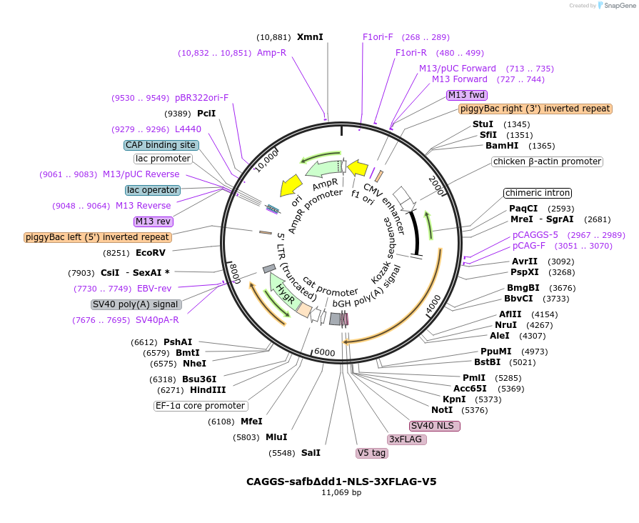 196092-plasmid-map-sequence-id-384633