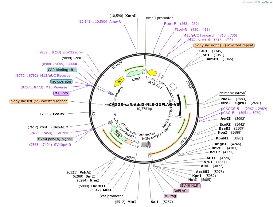 196094-plasmid-map-sequence-id-384649