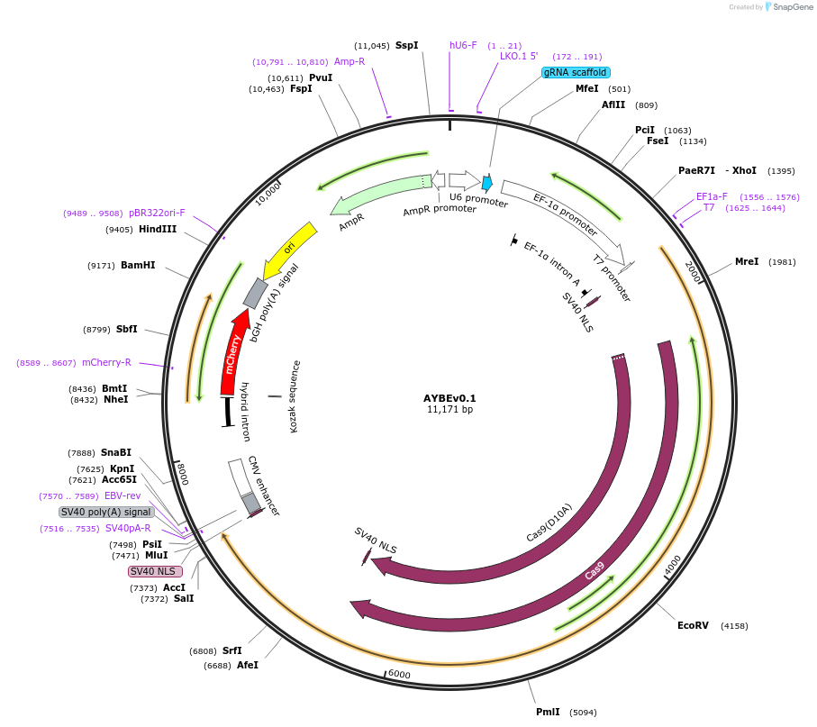 193966-plasmid-map-sequence-id-384658