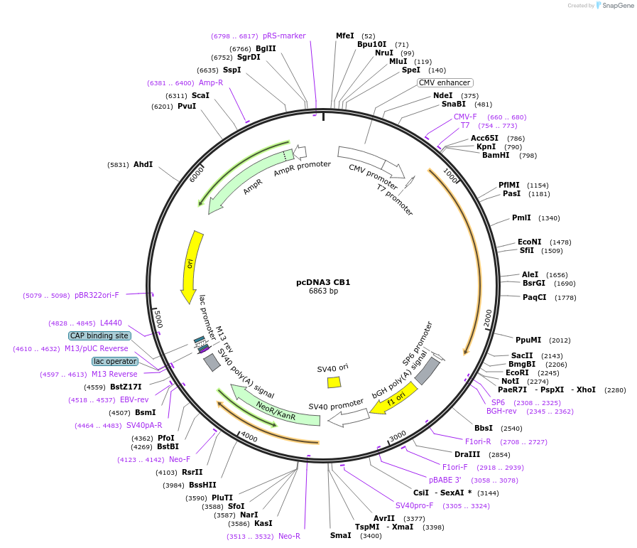 13391-plasmid-map-sequence-id-384659