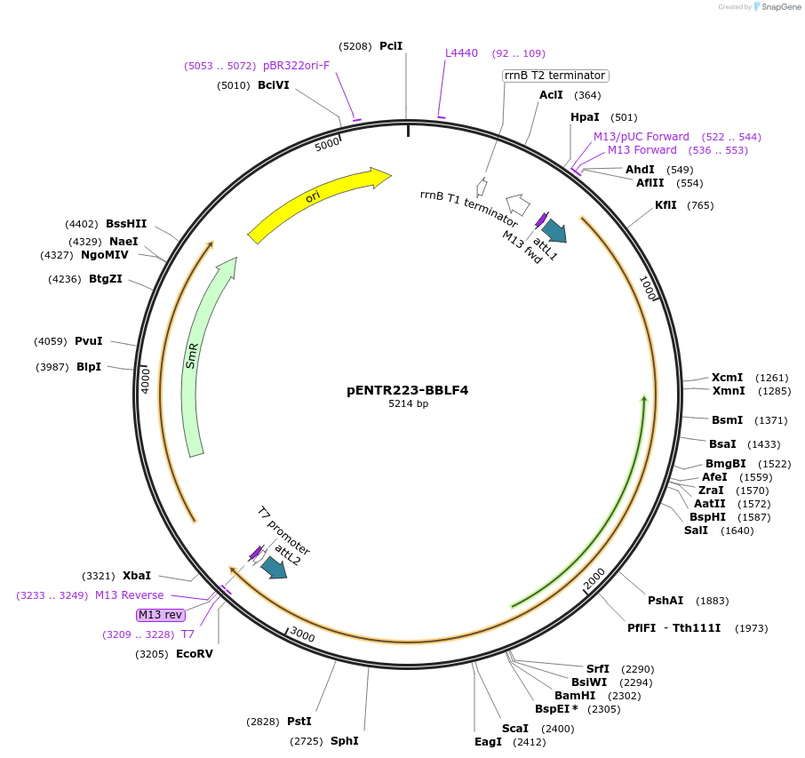 195833-plasmid-map-sequence-id-384660