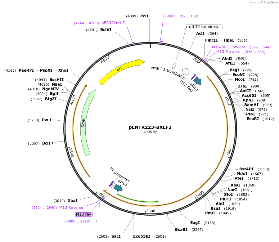 195830-plasmid-map-sequence-id-384670