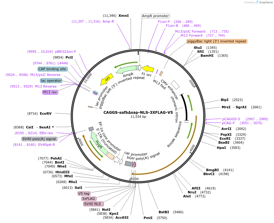 196091-plasmid-map-sequence-id-384675