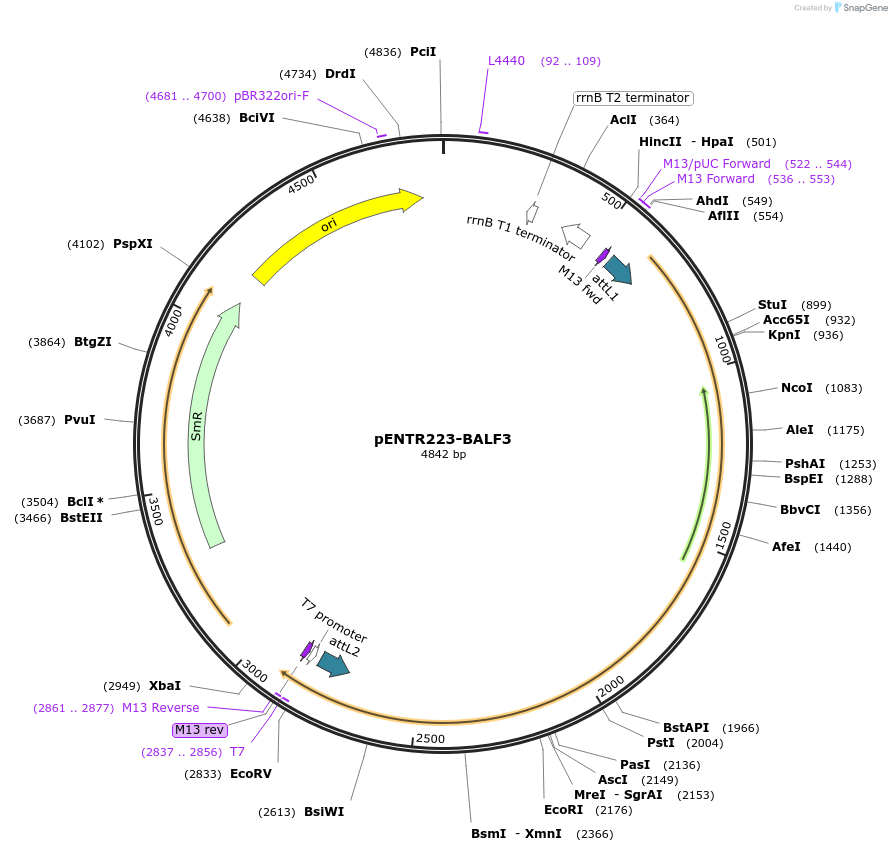 195828-plasmid-map-sequence-id-384680