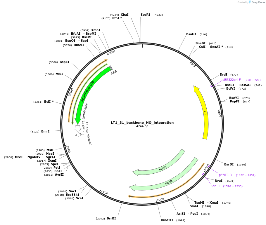 194404-plasmid-map-sequence-id-384684