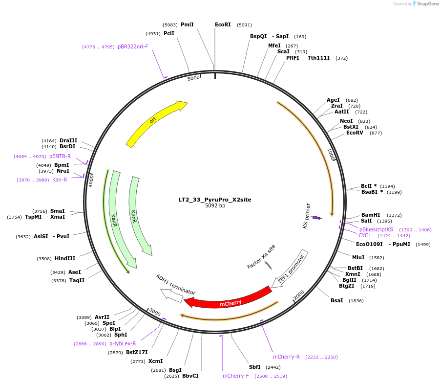 194429-plasmid-map-sequence-id-384687