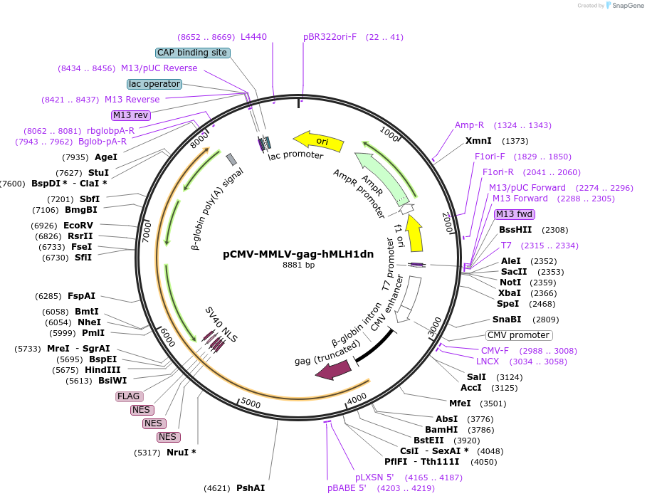 195513-plasmid-map-sequence-id-384690