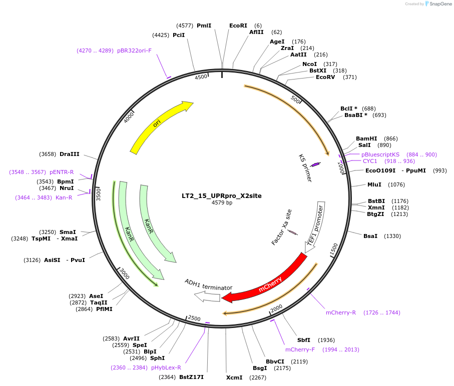 194427-plasmid-map-sequence-id-384739