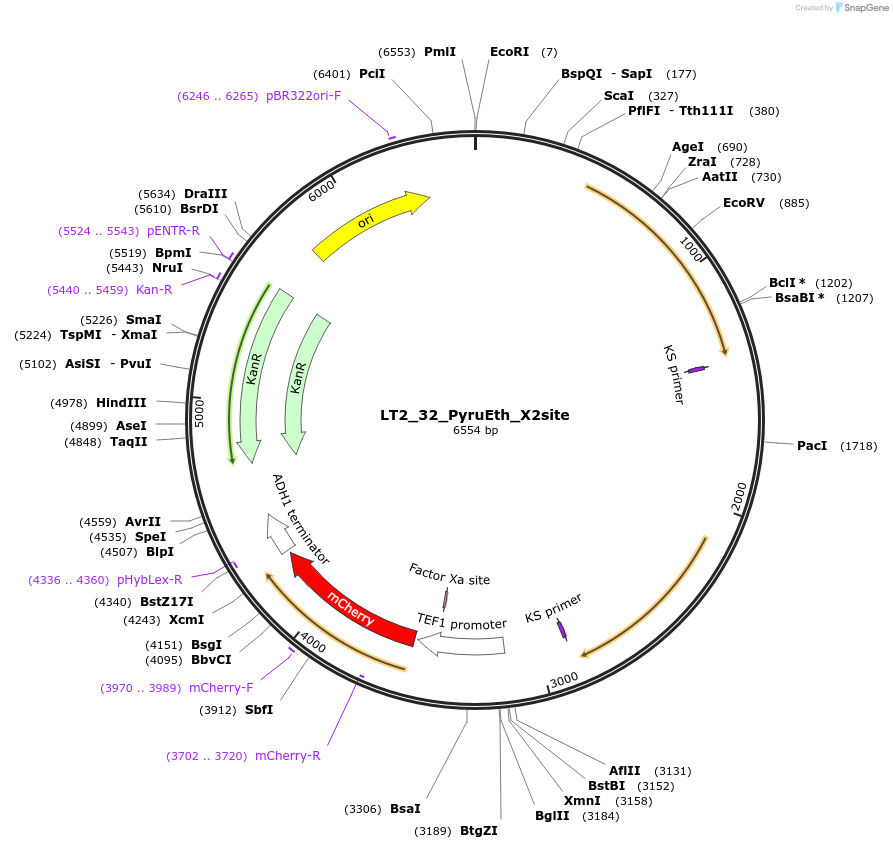 194428-plasmid-map-sequence-id-384740