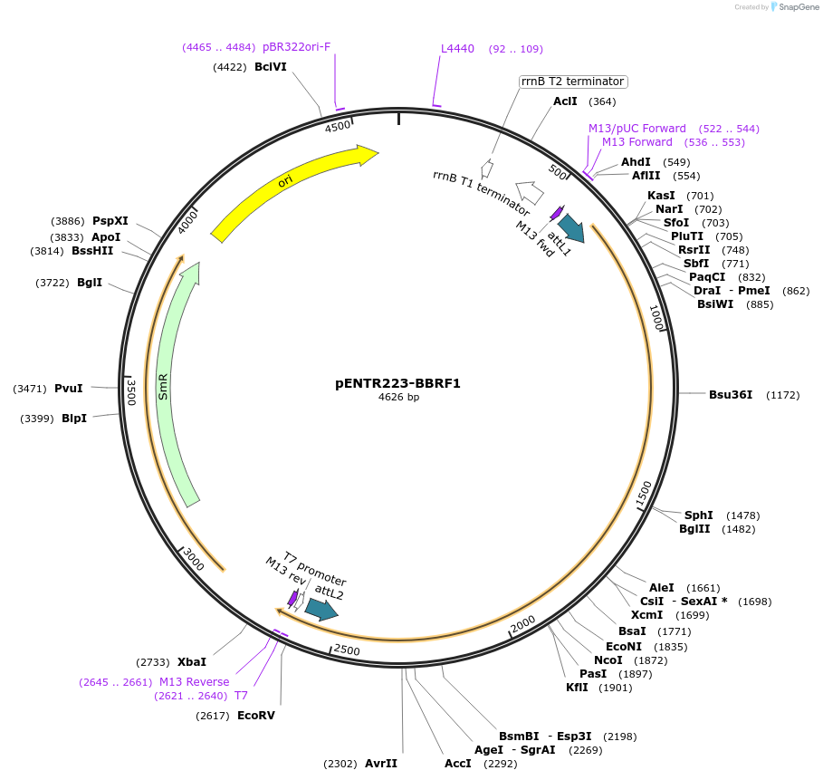 195826-plasmid-map-sequence-id-384747