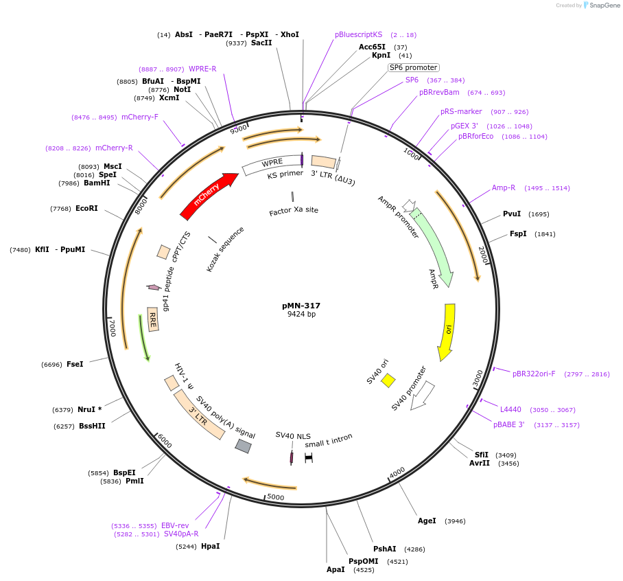 195445-plasmid-map-sequence-id-384847