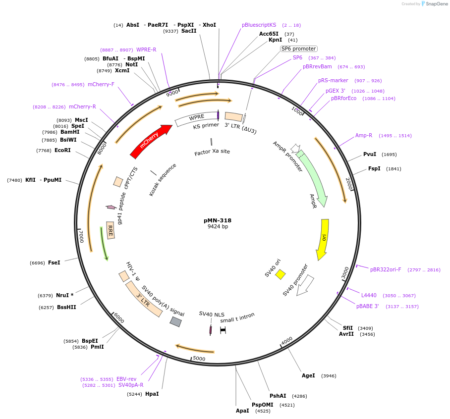 195446-plasmid-map-sequence-id-384848