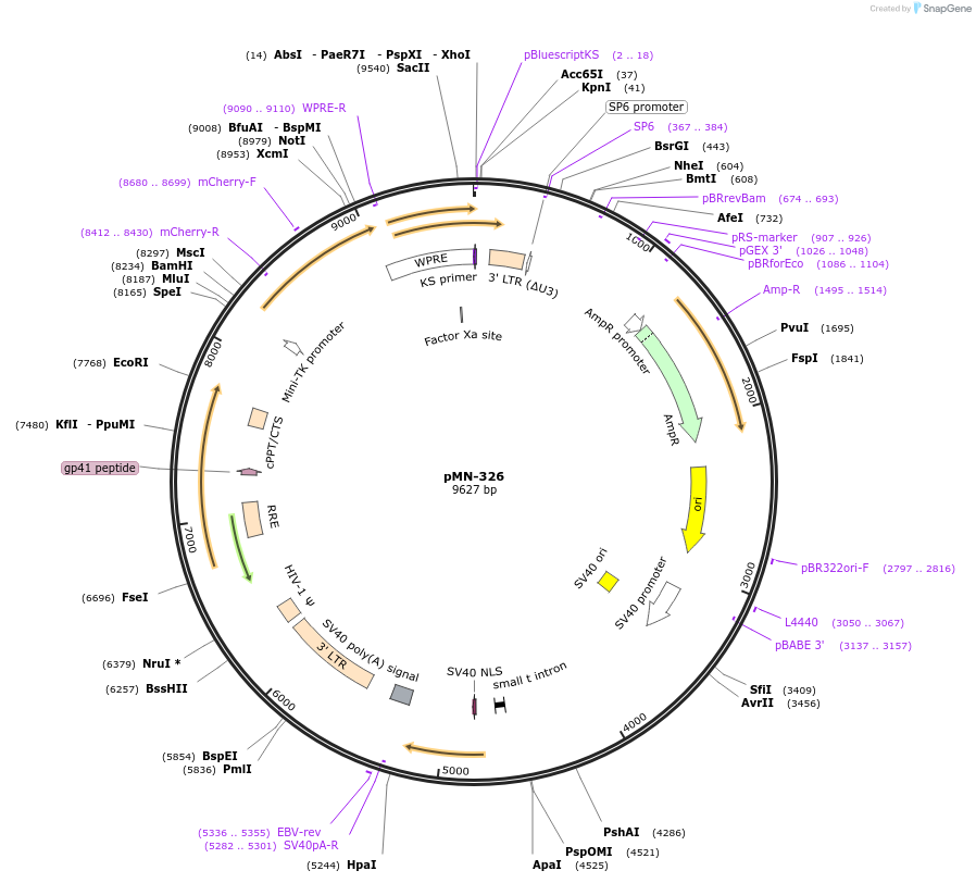 195451-plasmid-map-sequence-id-384853