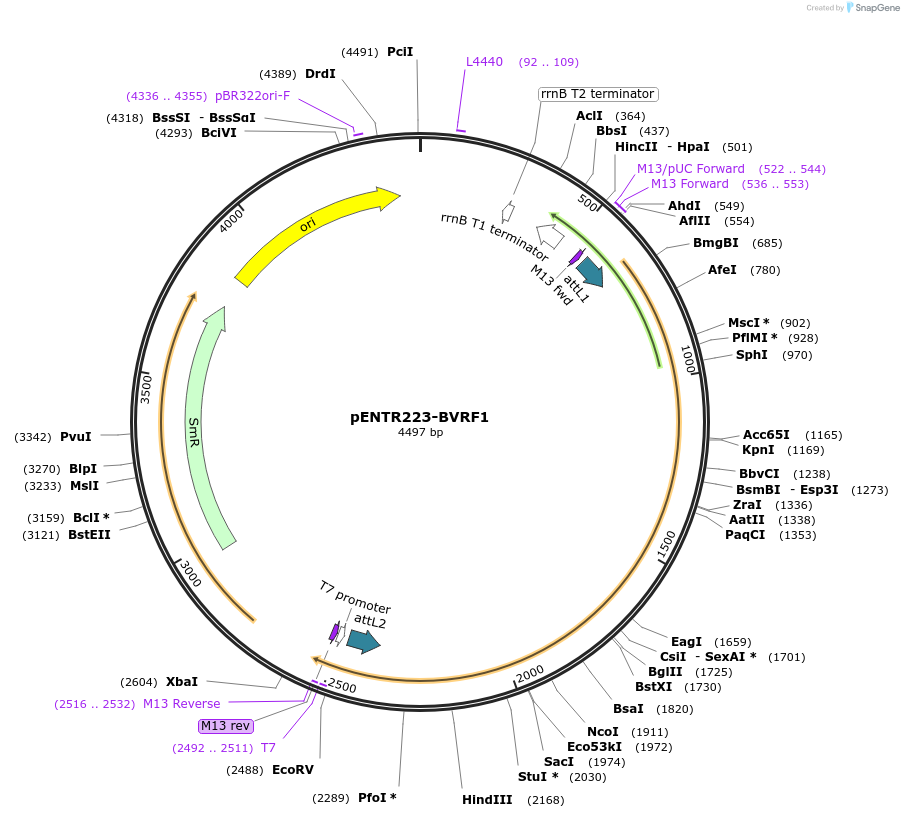 195821-plasmid-map-sequence-id-384861