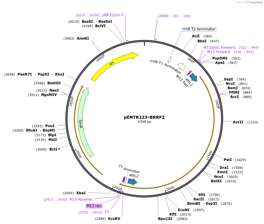 195820-plasmid-map-sequence-id-384862