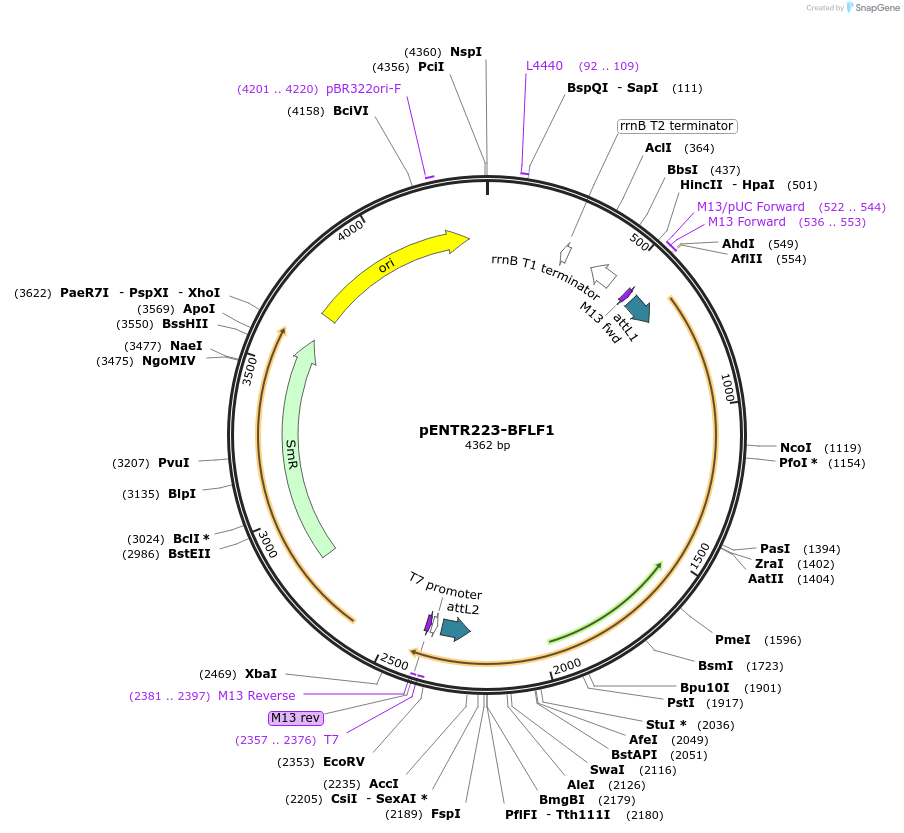 195819-plasmid-map-sequence-id-384863