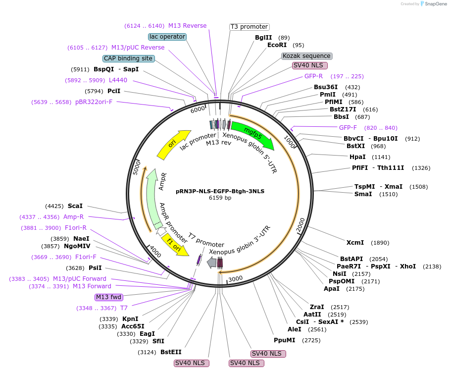 194469-plasmid-map-sequence-id-384873