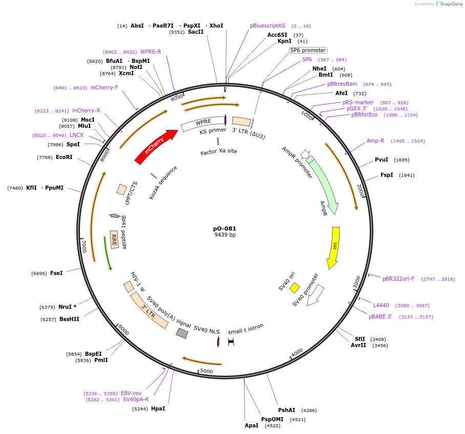 195436-plasmid-map-sequence-id-384874