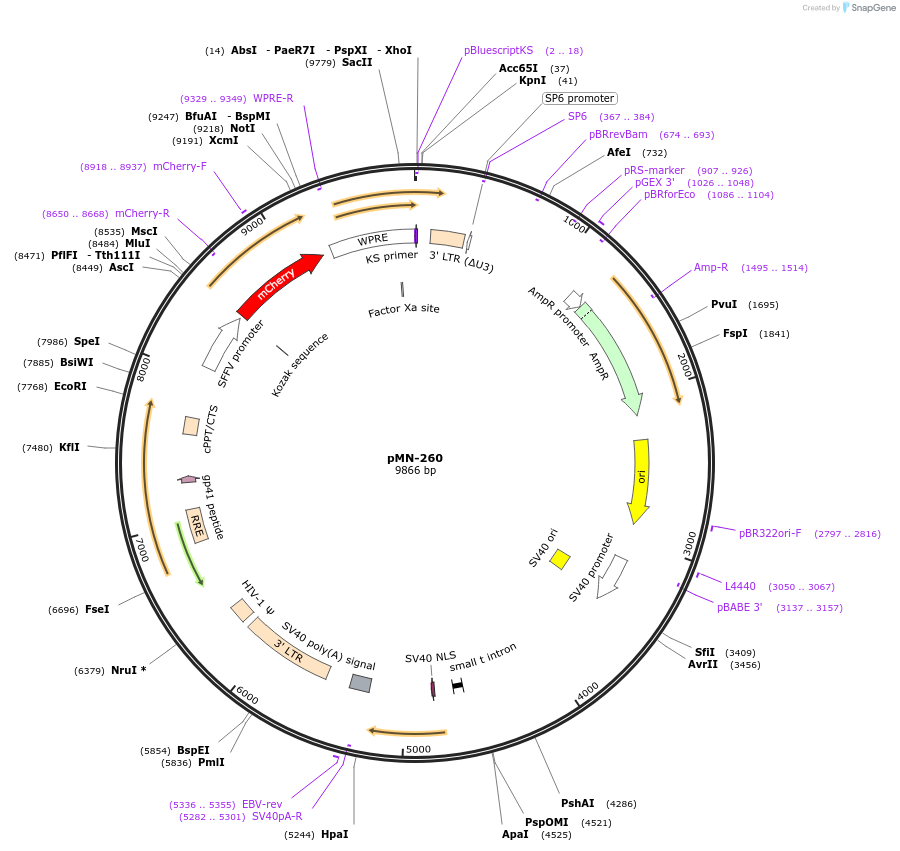 195440-plasmid-map-sequence-id-384879